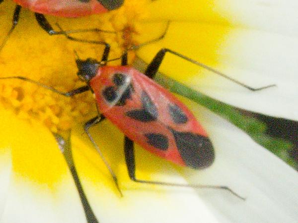 <h3><a href="/trips/kreta/biota/animalia/arthropoda/insecta/hemiptera/miridae/calocoris nemoralis/calocoris nemoralis-nl.html">Calocoris&nbsp;nemoralis</a> / Variable&nbsp;mirid / </h3>OM-1 Mark II met OLYMPUS M.12-100mm F4.0, 1/1000 sec  bij F11.0, ISO 2000, afstand 0.67&nbsp;m